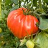 Tomate rosa 3