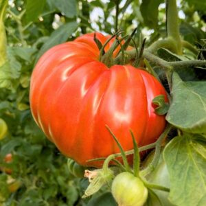 Tomate rosa