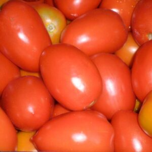 Tomate de pera