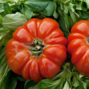 Tomate Raff