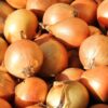 Cebollas 2