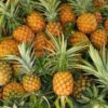 Piña 2