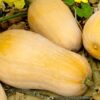 Calabaza 2