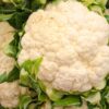 Coliflor 3