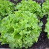 Lechuga 2