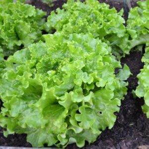 Lechuga