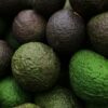 Aguacate 2